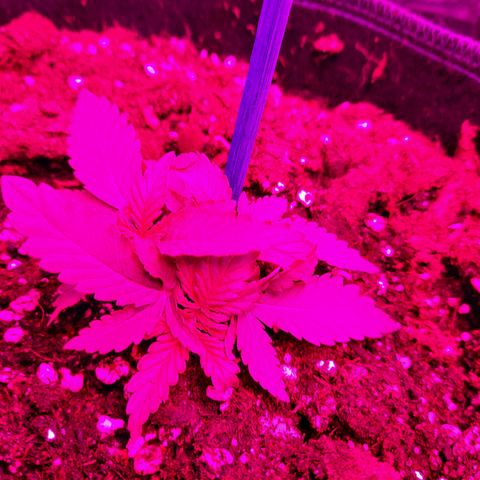 1 Royal Bluematic/ 1 Royal Haze growlog timeline photo