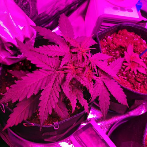 1 Royal Bluematic/ 1 Royal Haze growlog timeline photo