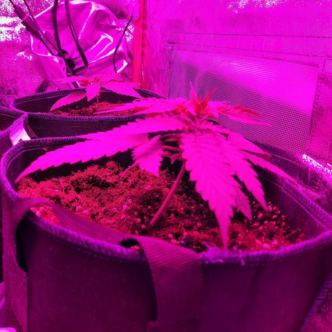 Quick One growlog timeline photo