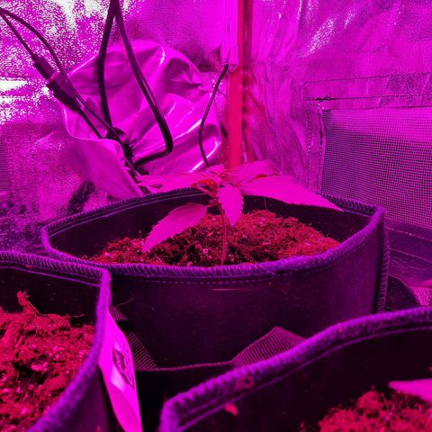 Quick One growlog timeline photo