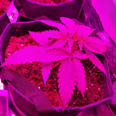 Quick One growlog timeline photo