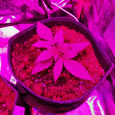 Quick One growlog timeline photo