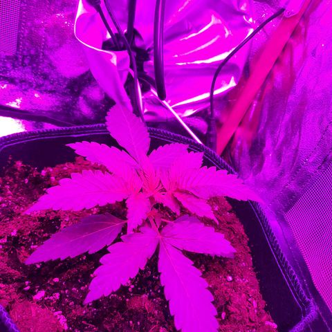 Quick One growlog timeline photo
