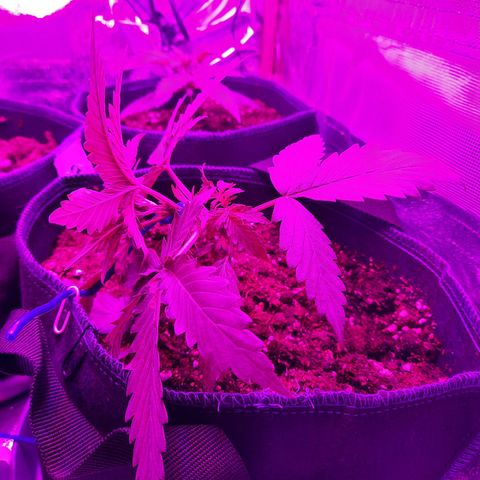 Quick One growlog timeline photo