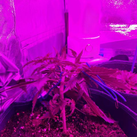 1 Royal Bluematic/ 1 Royal Haze growlog timeline photo