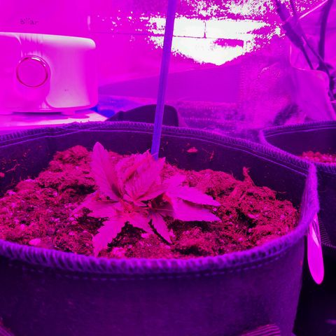 1 Royal Bluematic/ 1 Royal Haze growlog timeline photo