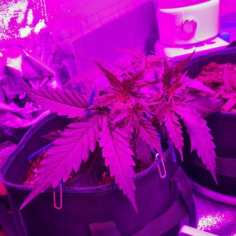 1 Royal Bluematic/ 1 Royal Haze growlog timeline photo