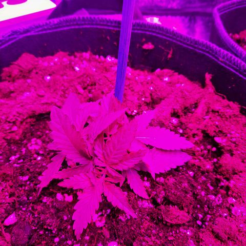 1 Royal Bluematic/ 1 Royal Haze growlog timeline photo