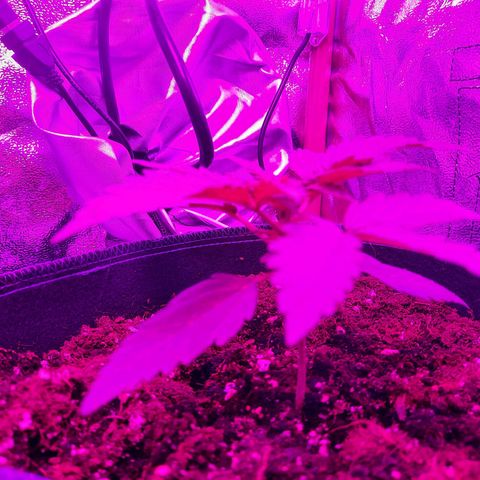 Quick One growlog timeline photo