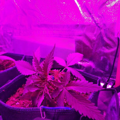 Quick One growlog timeline photo