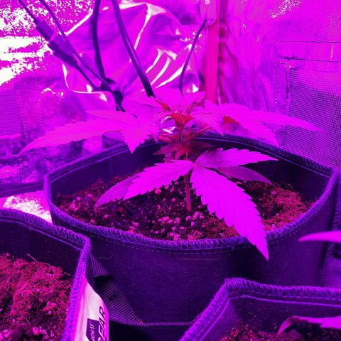 Quick One growlog timeline photo