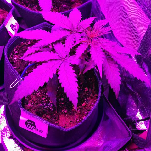 Quick One growlog timeline photo