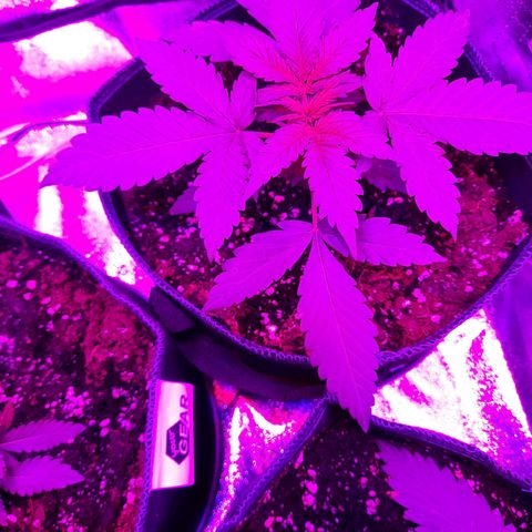 Quick One growlog timeline photo
