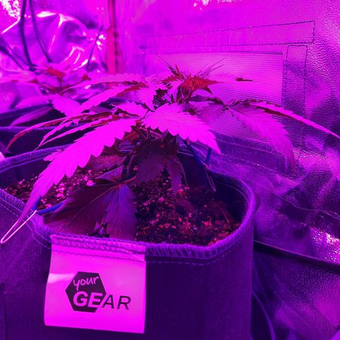 Quick One growlog timeline photo