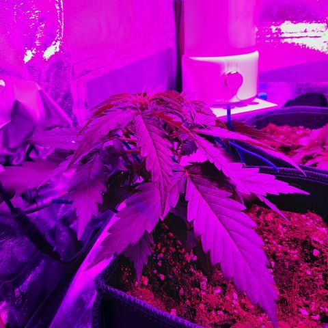 1 Royal Bluematic/ 1 Royal Haze growlog timeline photo