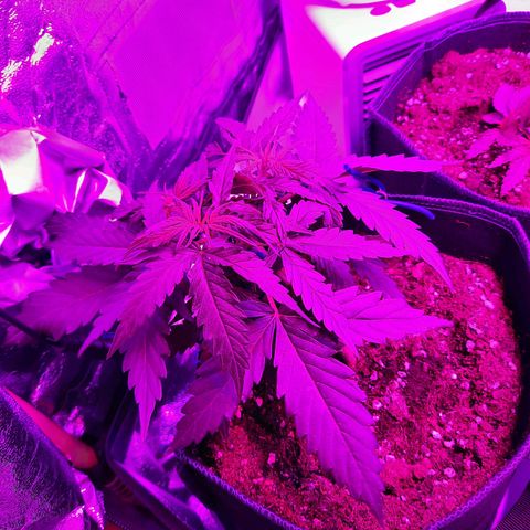 1 Royal Bluematic/ 1 Royal Haze growlog timeline photo