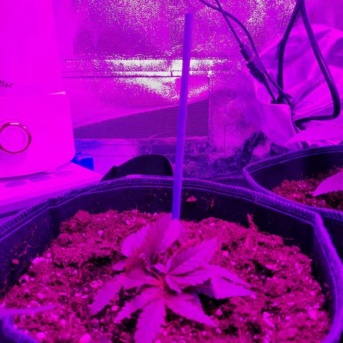 1 Royal Bluematic/ 1 Royal Haze growlog timeline photo