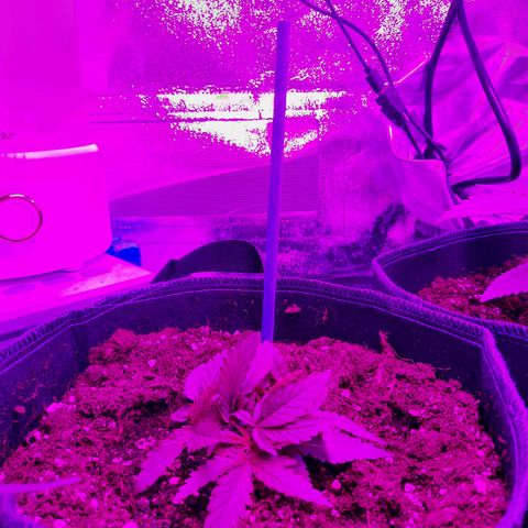 1 Royal Bluematic/ 1 Royal Haze growlog timeline photo