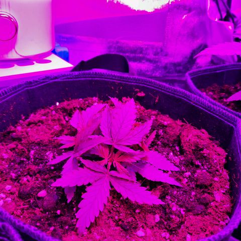 1 Royal Bluematic/ 1 Royal Haze growlog timeline photo