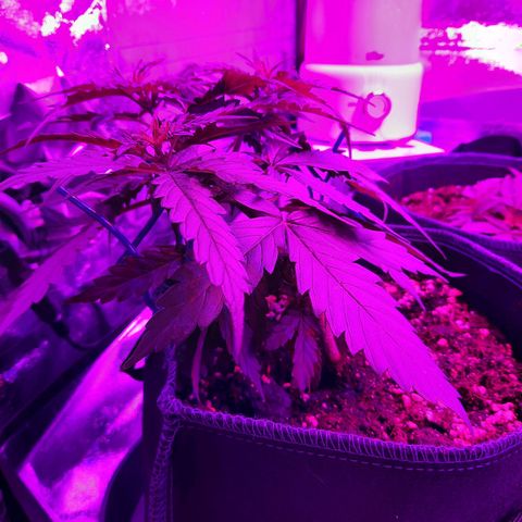 1 Royal Bluematic/ 1 Royal Haze growlog timeline photo