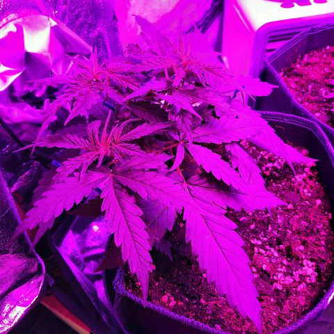 1 Royal Bluematic/ 1 Royal Haze growlog timeline photo