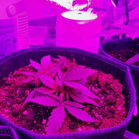 1 Royal Bluematic/ 1 Royal Haze growlog timeline photo