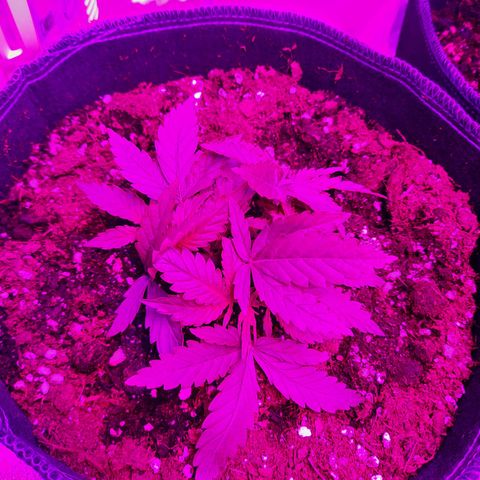 1 Royal Bluematic/ 1 Royal Haze growlog timeline photo