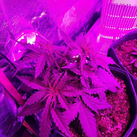 1 Royal Bluematic/ 1 Royal Haze growlog timeline photo