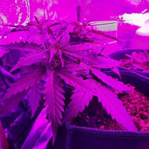 1 Royal Bluematic/ 1 Royal Haze growlog timeline photo