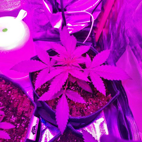 Quick One growlog timeline photo