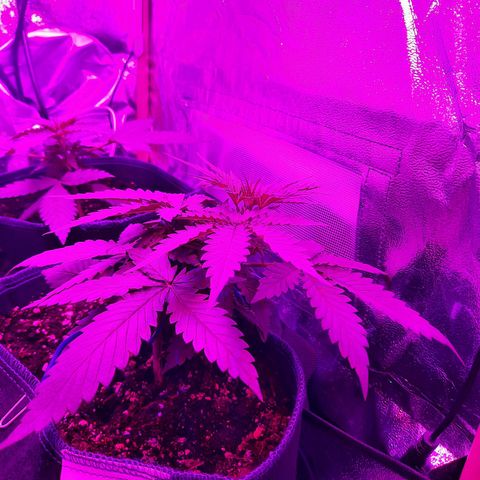 Quick One growlog timeline photo