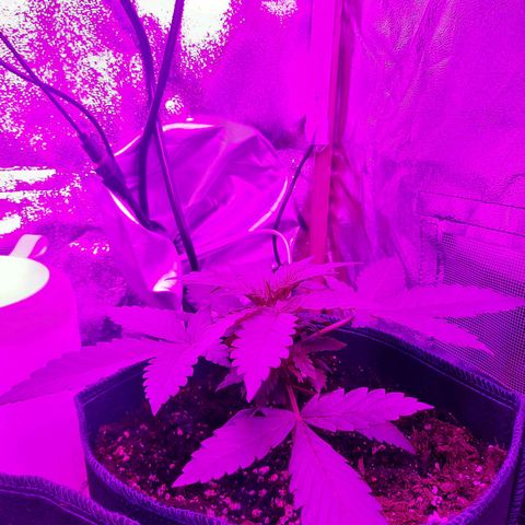 Quick One growlog timeline photo