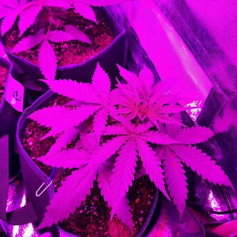 Quick One growlog timeline photo