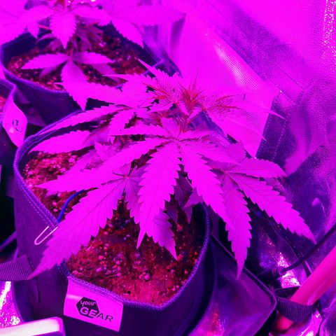 Quick One growlog timeline photo