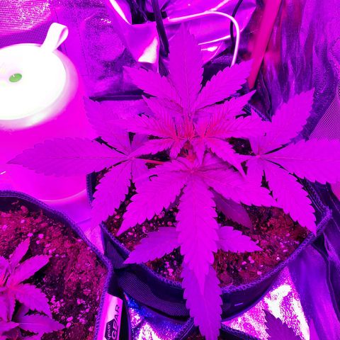 Quick One growlog timeline photo