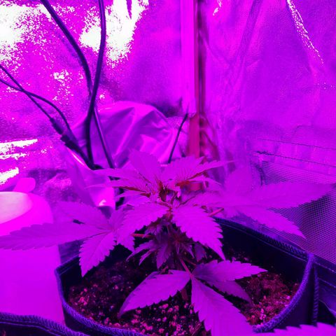 Quick One growlog timeline photo