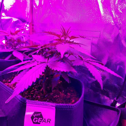 Quick One growlog timeline photo