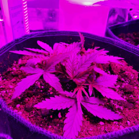1 Royal Bluematic/ 1 Royal Haze growlog timeline photo