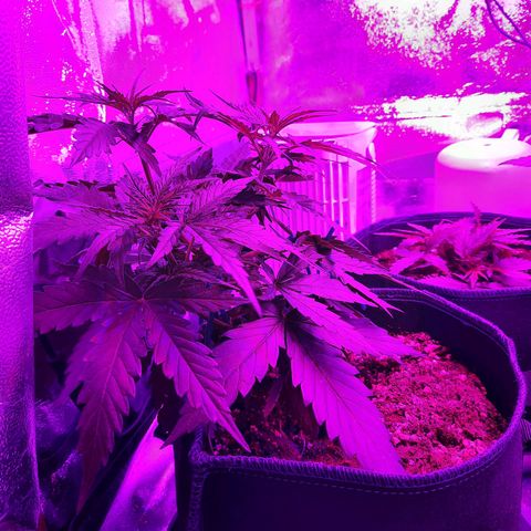1 Royal Bluematic/ 1 Royal Haze growlog timeline photo