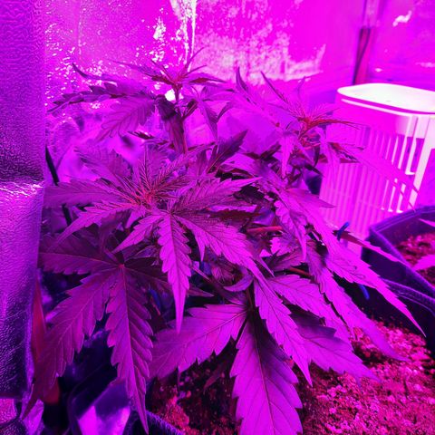 1 Royal Bluematic/ 1 Royal Haze growlog timeline photo
