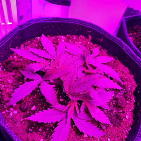 1 Royal Bluematic/ 1 Royal Haze growlog timeline photo
