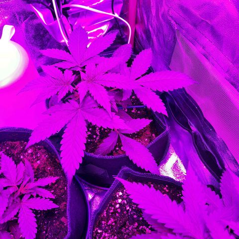 Quick One growlog timeline photo