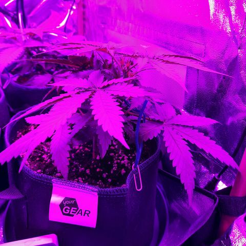 Quick One growlog timeline photo