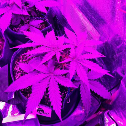 Quick One growlog timeline photo