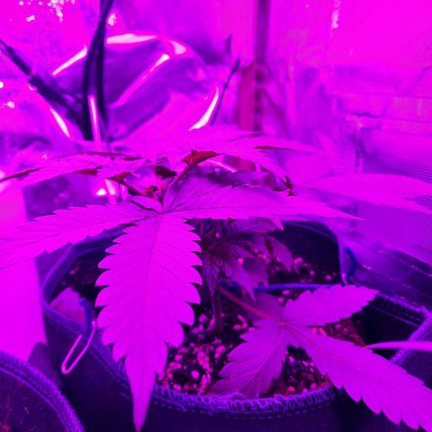Quick One growlog timeline photo