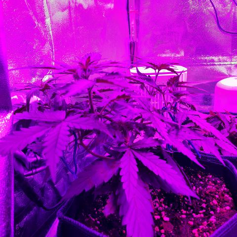 1 Royal Bluematic/ 1 Royal Haze growlog timeline photo