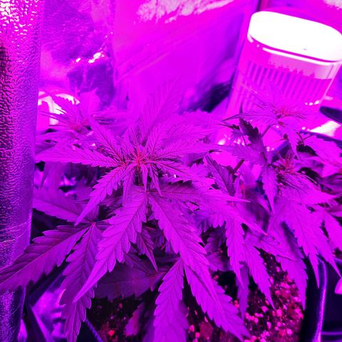 1 Royal Bluematic/ 1 Royal Haze growlog timeline photo