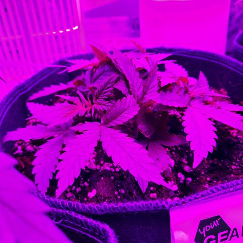 1 Royal Bluematic/ 1 Royal Haze growlog timeline photo