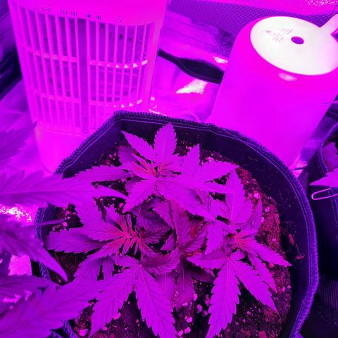 1 Royal Bluematic/ 1 Royal Haze growlog timeline photo