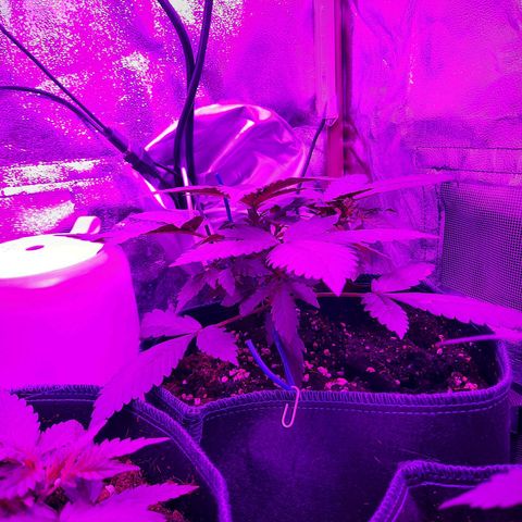 Quick One growlog timeline photo